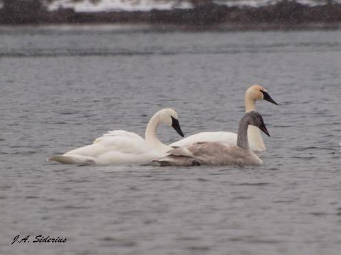 Trumpeter Swans