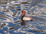 Male Redhead Duck