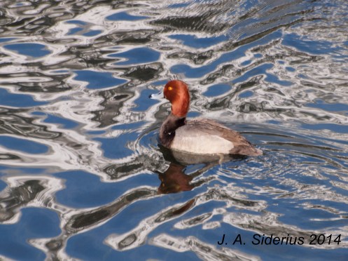 A male Redhead Duck
