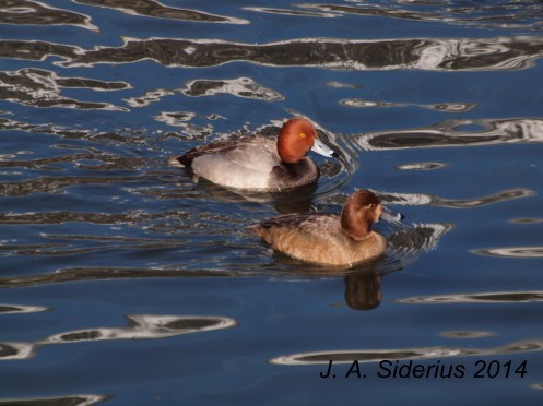A male and female Redhead Duck