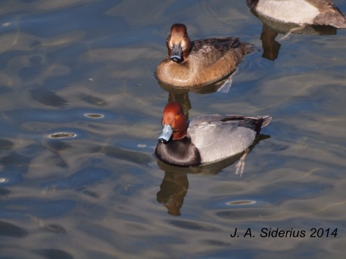 A male and female Redhead Ducks