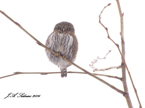 Hunting by the highway