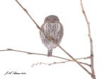 Northern Pygmy Owl