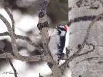 A male Downy&nbsp;Woodpecker