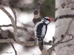 Male Downy Woodpecker