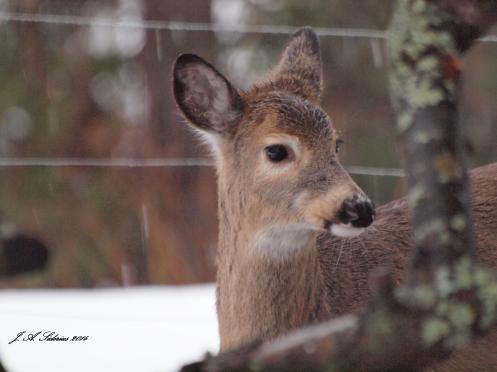 A White-tailed Deer in a winter orchard