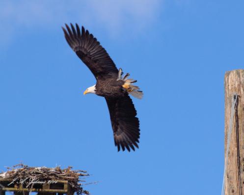 A Bald Eagle at an old Osprey Nest