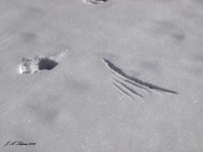 A Trumpeter Swan ran over the snow here