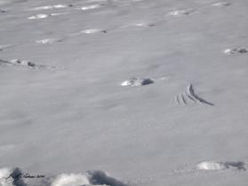 A Trumpeter Swan got a running start to flight here