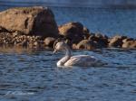 An Immature Trumpeter&nbsp;Swan
