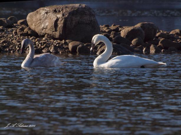 An Immature and adult Trumpeter Swan