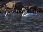 Two Trmpeter Swans