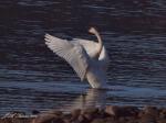 Trumpeter Swan