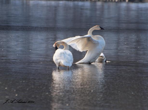 Trumpeter Swans