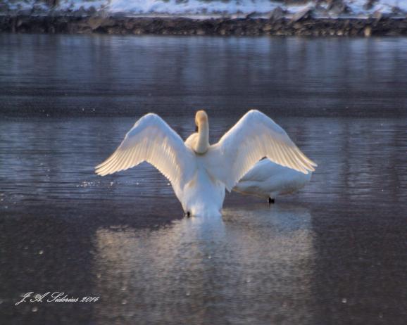 In the morning light
