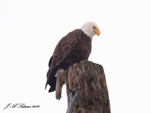 Bald Eagle 