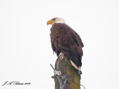 Bald Eagle