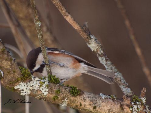 Chestnut-backed Chickadee feeding