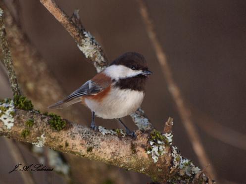 Chestnut-backed Chickadee