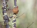 Winter Wren