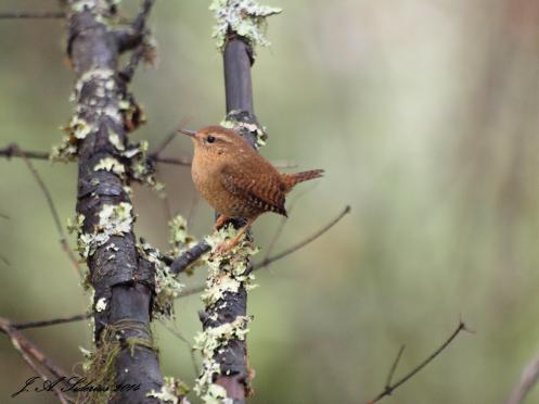 Winter Wren