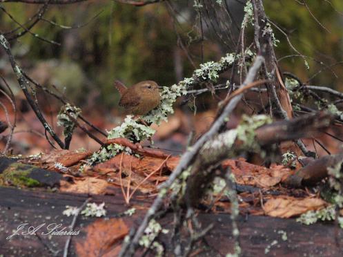 Winter Wren 