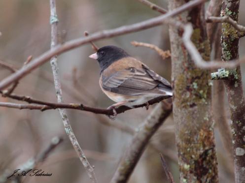 Dark-eyed Junco