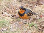 Varied Thrush
