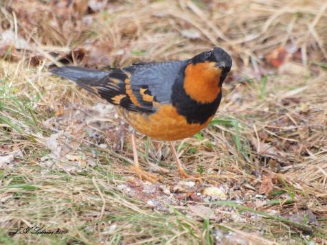 A male Varied Thrush visiting my feeder