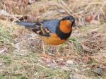 Male Varied Thrush