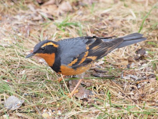 A Varied Thrush feeding at my feeder