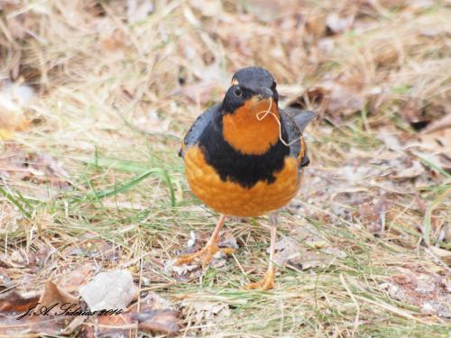 Varied Thrush