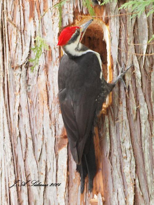 A male Pileated Woodpecker at the mouth of its excavation