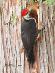 Pileated Woodpecker