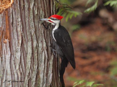 A male Pileated Woodpecker