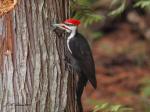 Male Pileated Woodpecker