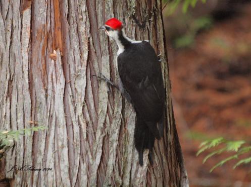 A male Pileated Woodpecker using its tongue to find food in cedar bark