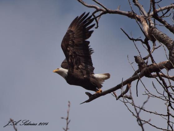 A Bald Eagle at Kokanee Creek