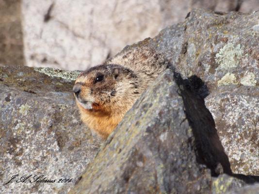 A Yellow Bellied Marmot at Taghum