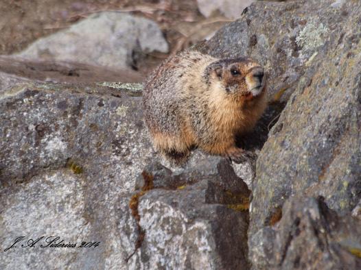 A Yellow-bellied Marmot sunning.