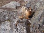 Yellow-bellied Marmot