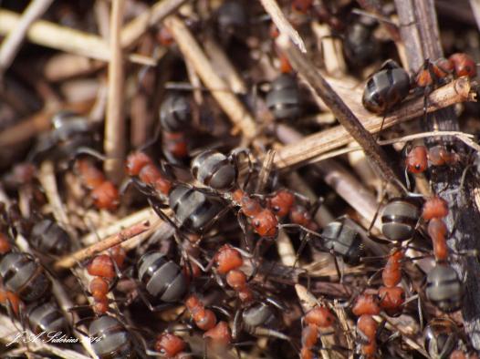 Ants of the family Formidae