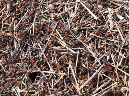 Ants busy in the warm sun