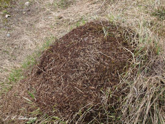 The large ant hill built by ants in the family Formidae.