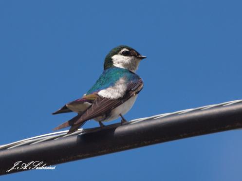 Violet-Green Swallow Male