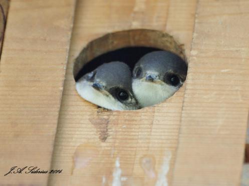 Violet-Green Nestlings, 2013