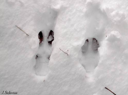 A White-tailed Deer print in snow