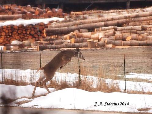A White-tailed Deer leaping a fence