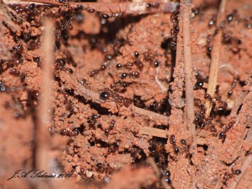 European Fire Ants Up Close