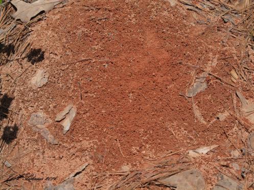 Looks innocuous, doesn't It?